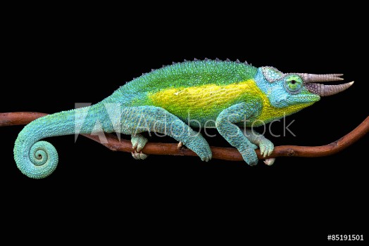 Picture of Jacksons chameleon Trioceros jacksonii jacksonii